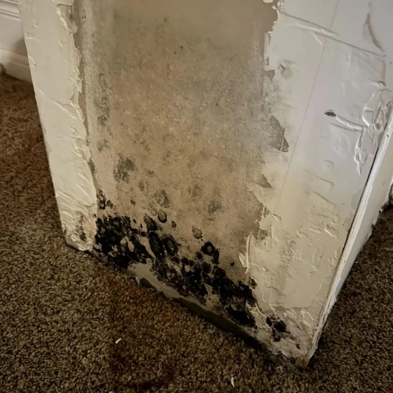 Professional Mold Removal in Hermitage, PA